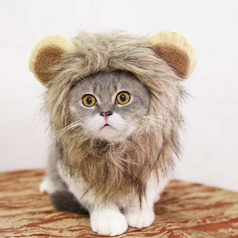 Львиная грива для кота