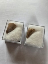 Mosasaur tooth Fossil x2 