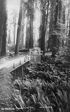Redwood Trees Hwy On The Road To Crescent City California CA - Reprint