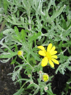 Wolliges Wollblatt - Großes Wollblatt - Wüsten Goldaster - Eriophyllum lanatum