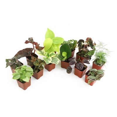 Altman Plants Live Houseplants (12PK), Indoor Plants for Delivery Prime,  Live Pl | eBay