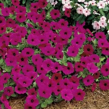 ~ Tidal Wave PURPLE * Trailing Petunia * 20 Pelleted Seeds *