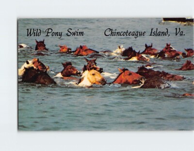 Postcard Wild Pony Swim Chincoteague Island Virginia
