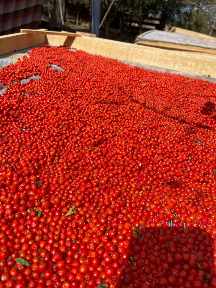 CHILTE FARM Chile Chiltepin Libra Foto 3 de 4