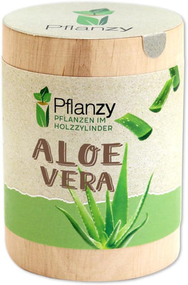 Aloe Vera Anzuchtset im Holzzylinder Pflanze Geschenkset Zimmerpflanze