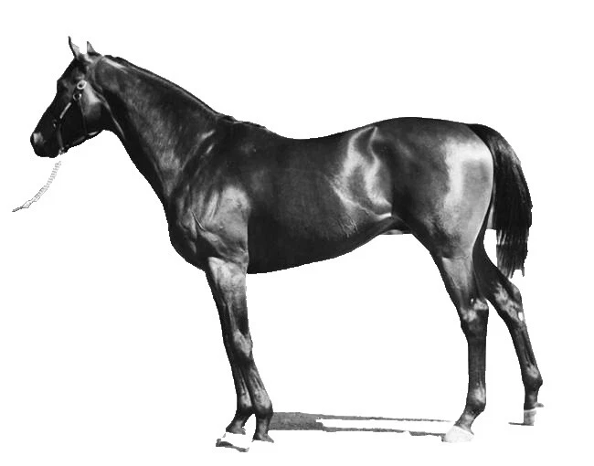 Horses Vintage/Retro Home Décor Posters & Prints