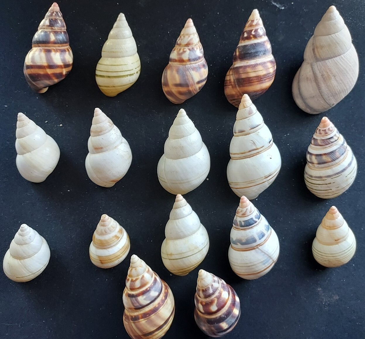 #9300 Beautiful lot of 17 diff. types of Liguus approx 31-53mm land ...