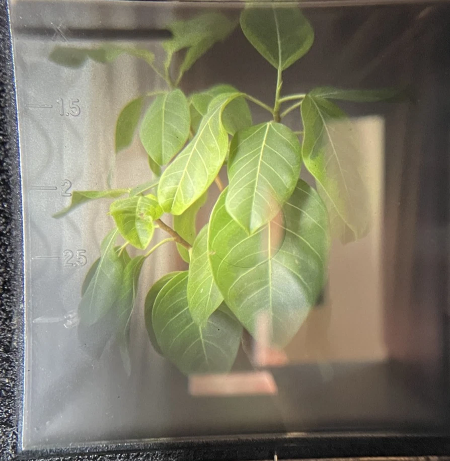 Blue Dot [N MINT]  Mamiya C330 Professional TLR Film 80mm f2.8 Lens From JAPAN - Image 2 of 4