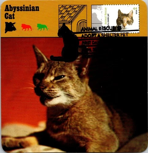 Dr Jim Stamps Maximum Card Adopt A Shelter Pet Animal Rescue Cat 44C Fdc