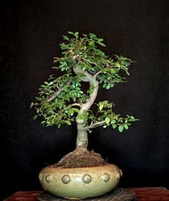 BONSAI CHINESISCHE ULME ULMUS PARVIFOLIA INDOOR BAUM PFLEGELEICHT !!!
