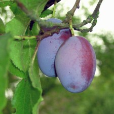 Dwarf Patio Opal Plum Tree, Self-Fertile, Tasty & Sweet, Ready to Fruit