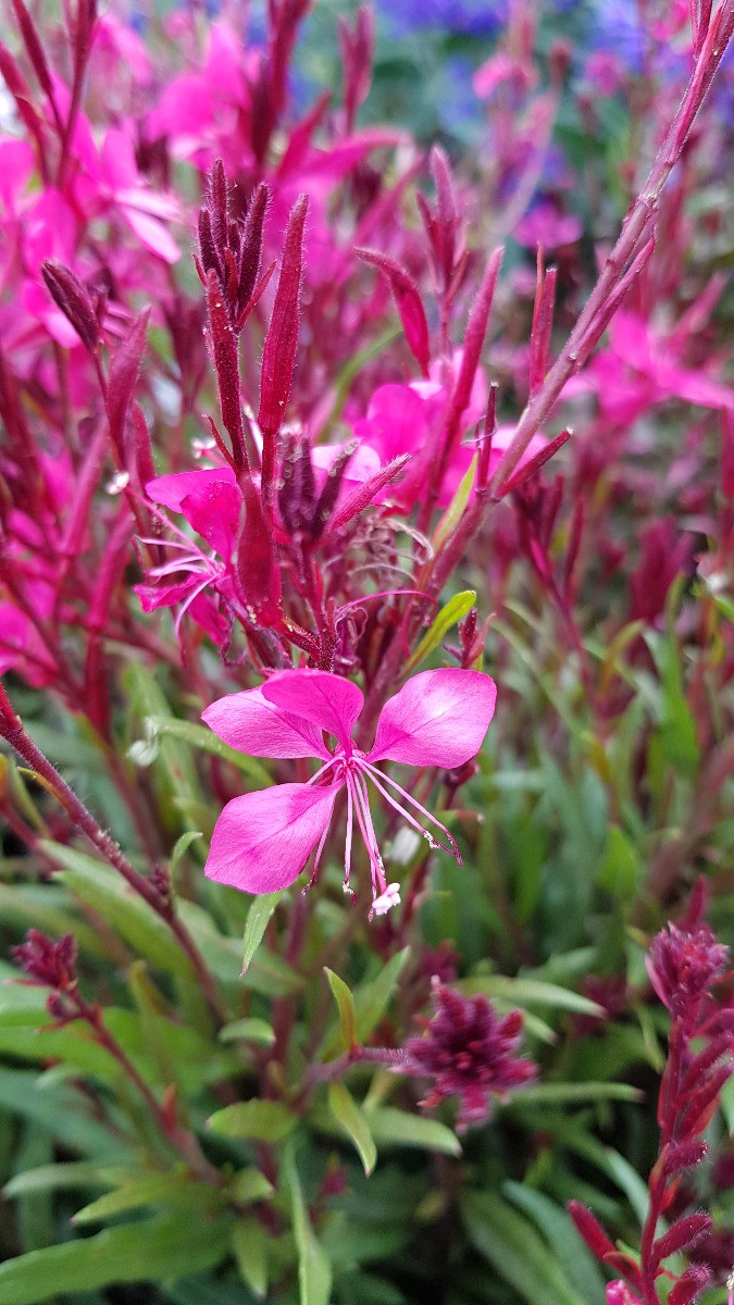 Gaura rouge compacte Rubra Nana plante vivace résistante à la sécheresse
