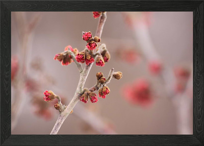 Hamamelis Blume Knospen Gerahmtes Wandbild Poster Leinwanddruck Bild