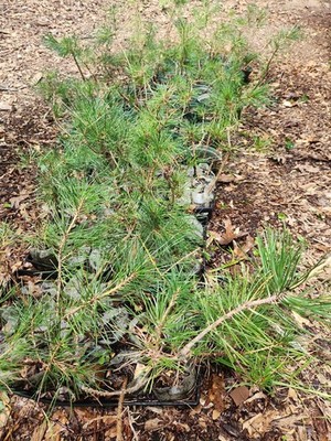 2 QTY LOT Japanese Black Pine Shohin Pre Bonsai