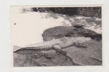 Crocodile's Endless Vacation at the Zoo Unusual Abstract Snapshot Old Photo