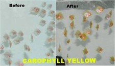 50 Grams Carophyll Yellow Color Enhancing Fish Food Additive