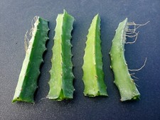 2 x 6" RED Flesh Dragon Fruit Rooted Cactus Cuttings Pithaya Dragonfruit