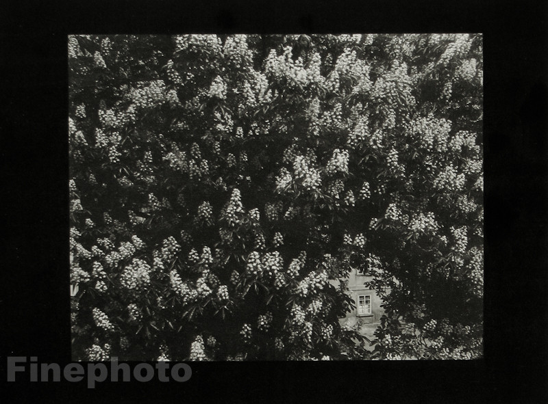 1959/78 JOSEF SUDEK ~ Vintage Czech Photo Gravure ~ FLOWERS