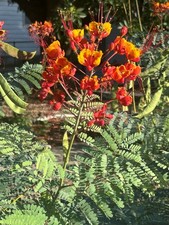 10 Pride of Barbados Seeds, Caesalpinia Pulcherrima, Red Bird of Paradise