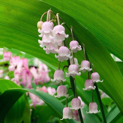Convallaria Majalis Frische Samen Maiglöckchen Samen Gartenpflanzensamen ∆ - Picture 6 of 18
