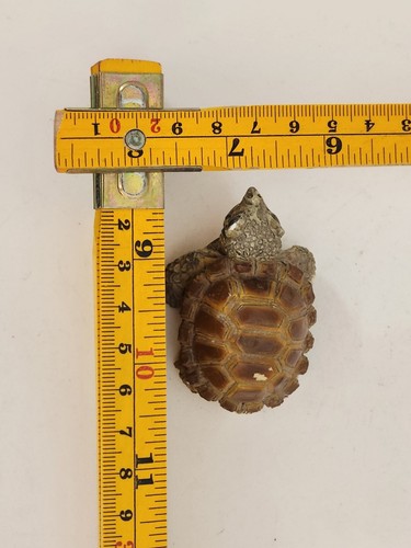 Figura tortuga Stone Critter Littles cerámica usada - Imagen 4 de 9