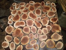 Custom 49 Pcs 3/4" Thick Slices Set Manzanita Single Branch