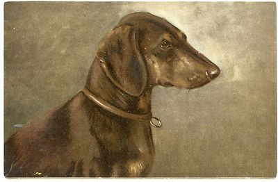  HUND DACKEL DACKEL HUND . PORTRAIT