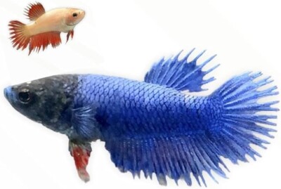 5x Crowntail Female Betta Sorority -Healthy Active Bettas Live Fish