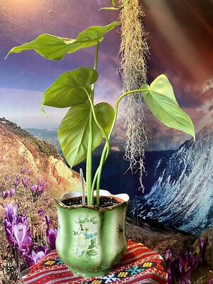Rare Philodendron Pastazanum mother plant for sale | eBay.de