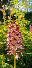 3 x Orchis purpurea, Lady Orchids, Hardy Orchids Of Flowering size.
