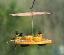 Kettle Moraine Recycled Super Oriole Bird Feeder Fruit Jelly Mealworms Oranges