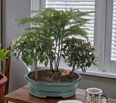 Live 3 Bonsai Trees Dish Garden Norfolk Pine Ficus Brush Cherry Indoor 11"H  Zen | eBay