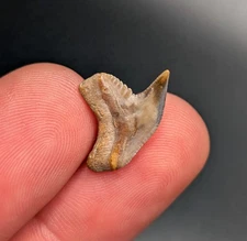 Unique Tiger Shark Tooth Gainesville Florida Gem