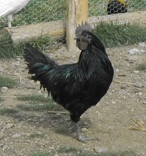 Ayam Cemani Eggs 1/2 Dozen 