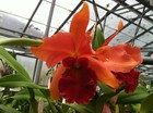 Slc. George Hausermann `York' SM/JOGA HCC/AOS Mericlone Cattleya Orchid Plant — photo 2
