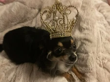Crown For King or Queen Doggy Costume, Ornament, Infant Of Prague 