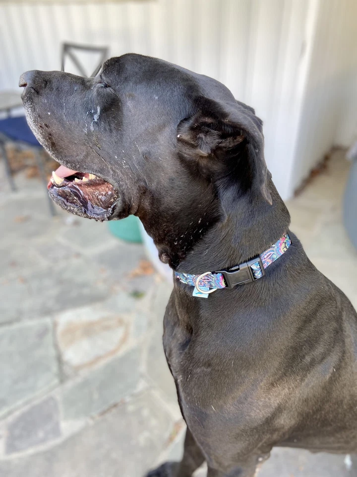 Medium Snap Dog Collar With Matching Leash, Paisley - Image 4 of 4