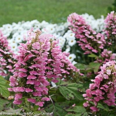 HYDRANGEA QUERCIFOLIA  'GATSBY PINK' - PLANT - APPROX 9-14 INCH - DORMANT