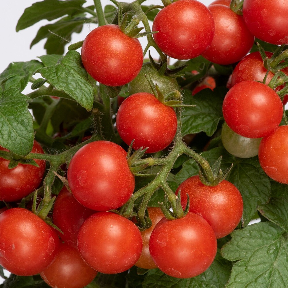 Cherry Tomato 'Veranda Red'. Plug Plant x 5. Grow your own tomatoes
