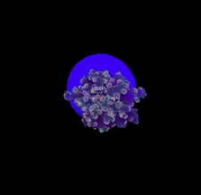 WYSIWYG Purple Frogspawn Live LPS Frag Coral Saltwater Reef Aquarium