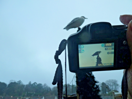 Lumix Panasonic digital camera -DMC-FZ8 + Bag all you see in See photo's xx - Picture 6 of 24