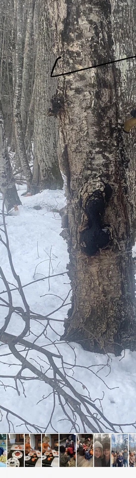 trozos de setas chaga 1 lb Foto 2 de 2