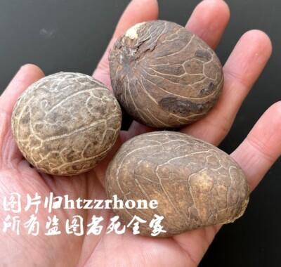 3 Pcs Big Tagua Nut Vegetable Jewelry Artwork Craft Hand Carving Raw Materials