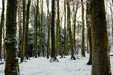 Forest PICTURE Unique image A3 print of Original Art Gift LANDSCAPE