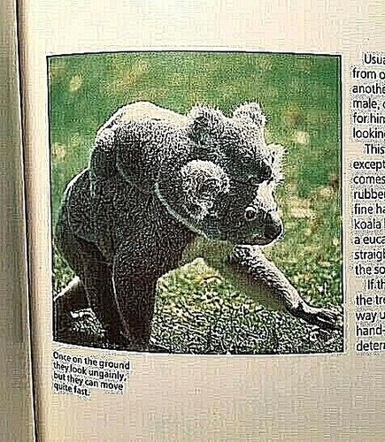 OFFICIAL KOALA HANDBOOK Simon Hunter Australia Nature Zoology Marsupial Animal - Picture 3 of 4
