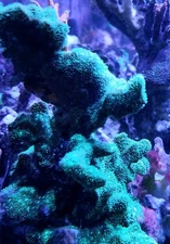 Green Cactus Pavona encrusting branching coral sps LPS free shipping over $150