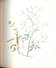 Old Antique Print Perrin Ltd Ed 1914 Flowering Plant The Stone Parsley 20th