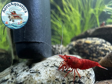 10 1 Bloody Mary Shrimp - Deep Red Neocaridina Live Freshwater Aquarium