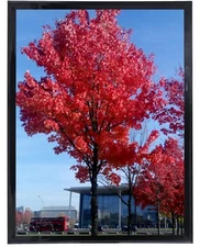 	Medog 10x12 Picture Frame Black Wall Mount for Posters/Photos	