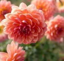 Pre-Order Dahlia Ms Peachy Tuber Garden Flowers, Pollinator